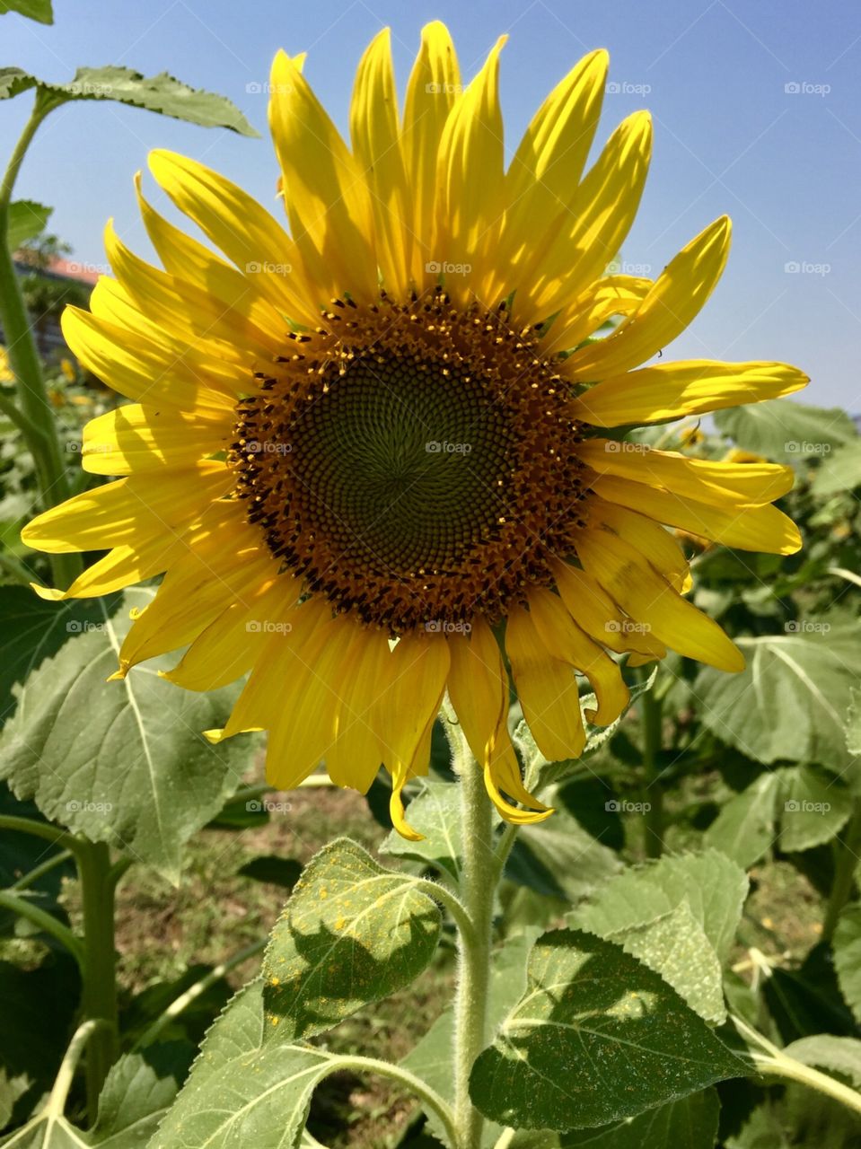 Beautiful and bright sunflower