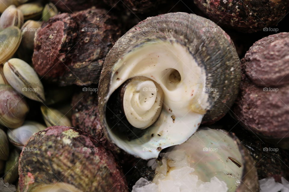 Fish Shells is one of the delicious food 