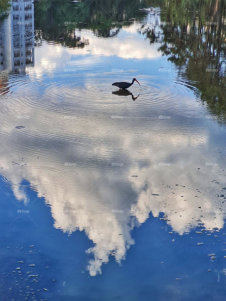 Duck at the lake ou at the sky?