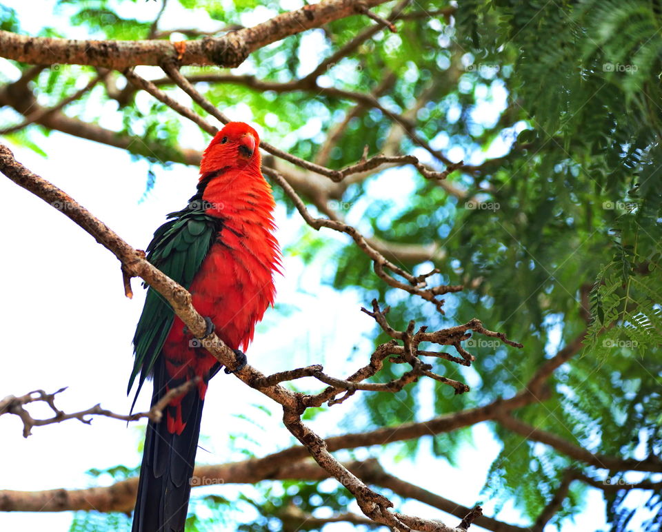 Australian King-parrot