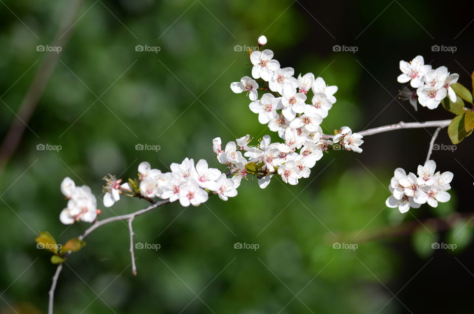 Cherry blossoms