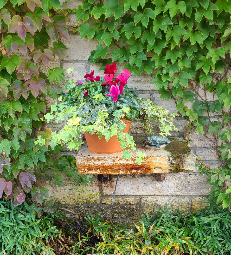 flower and plants of the Chicago botanic garden