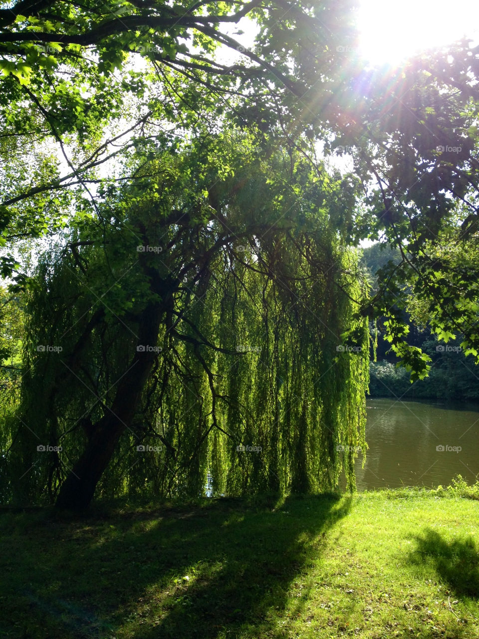 summer hot tree sunny by alex_kore