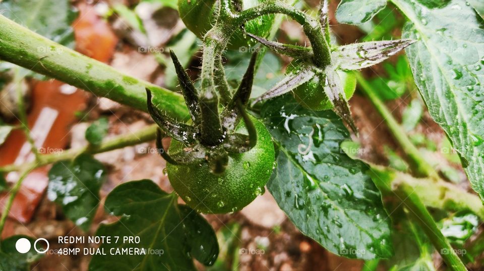 Fresh Green Tomatoes