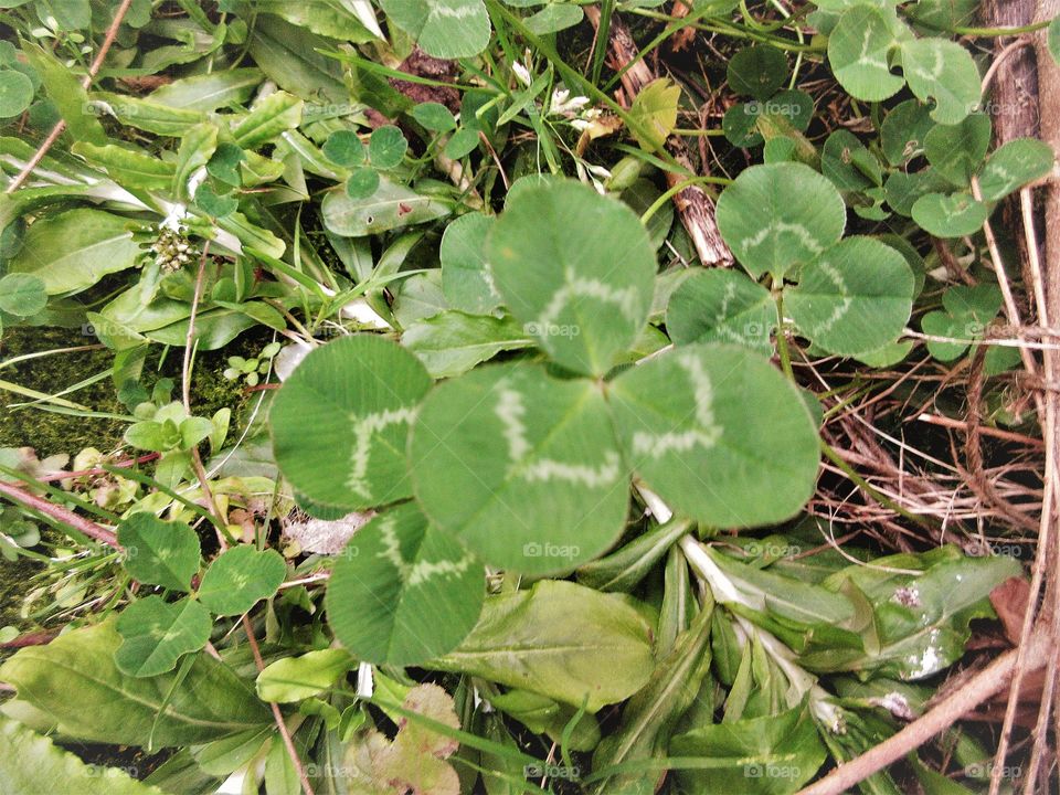 clover closeup