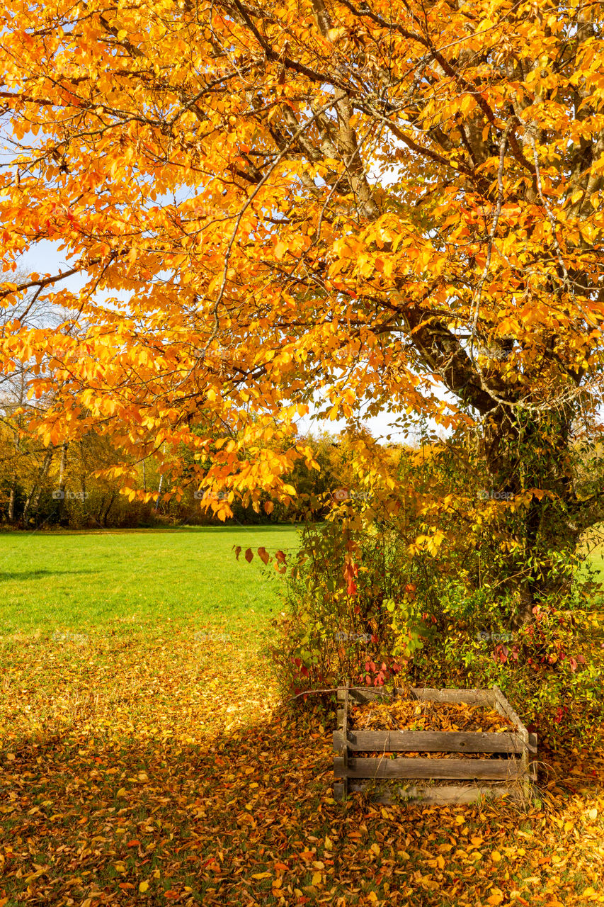 beautiful tree in autumn