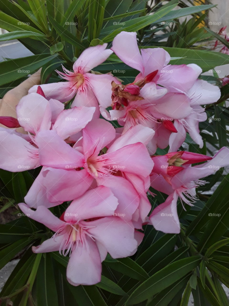 rhododendron pink in the tropics in the Dominican Republic