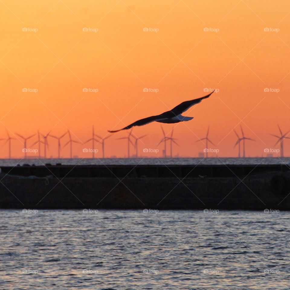 Seagull in sunset