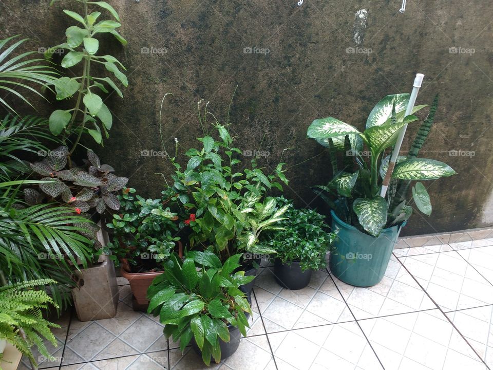 plantas