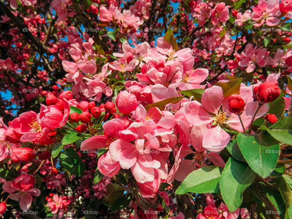 blooming sakura in spring on a sunny day