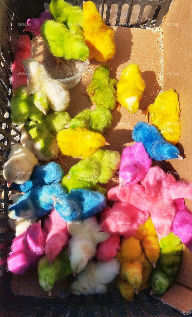 Energetic chirping sound caught my attention amidst the hustle and bustle of the crowd preparing for the solar new year celebration. Restless child was running towards the colorful spring chicks to win his mother's approval and buy his favorite chick