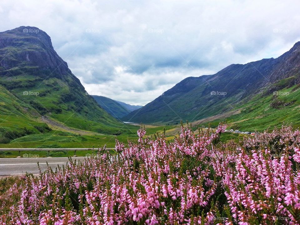 Heather in the Glen
