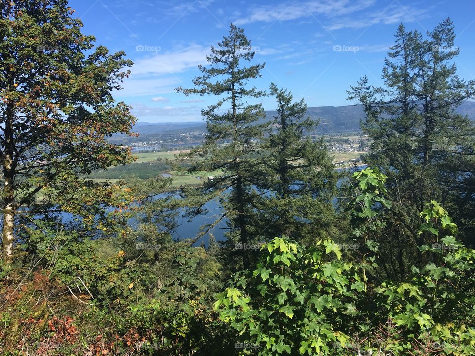 View from above the Columbia River in Oregon through some trees overlooking the around the bridge from Longview WA.