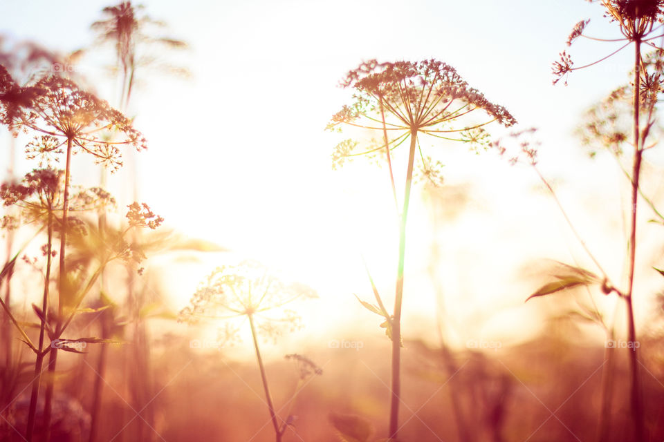 Summer herbals on sunset light