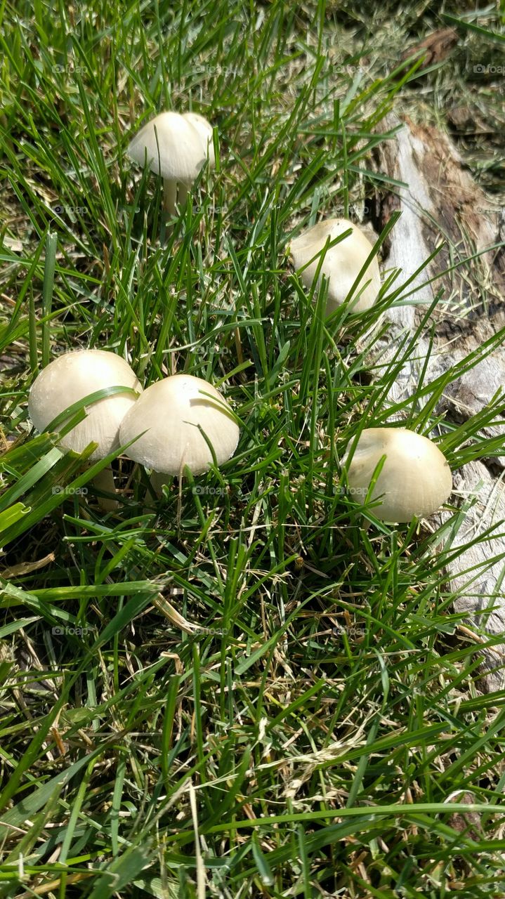 mushrooms