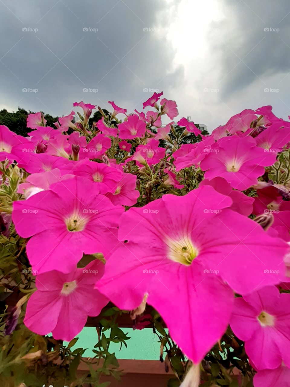 the pink flower that decorated along the side road. it looks so normal if you look at it from afar. when i look at it closer, the real beauty of it really worth praising.