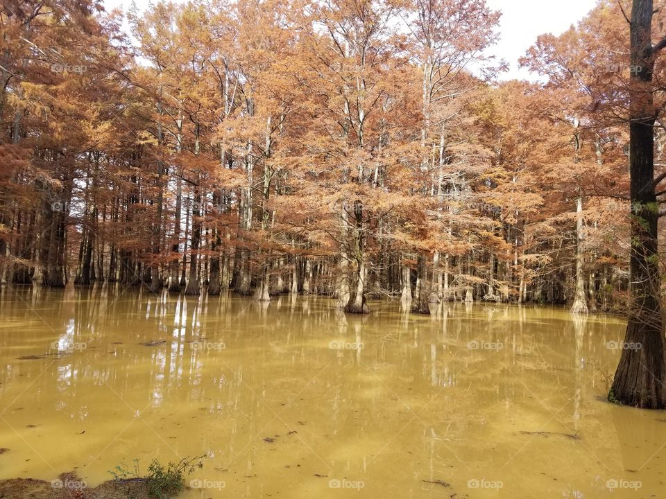 Murky waters and fall colors