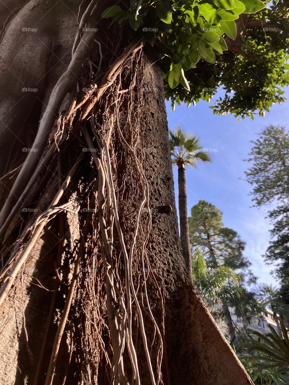 Tree with leaves and vines