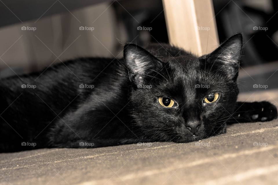 Cute Black Cat Just Woken Up