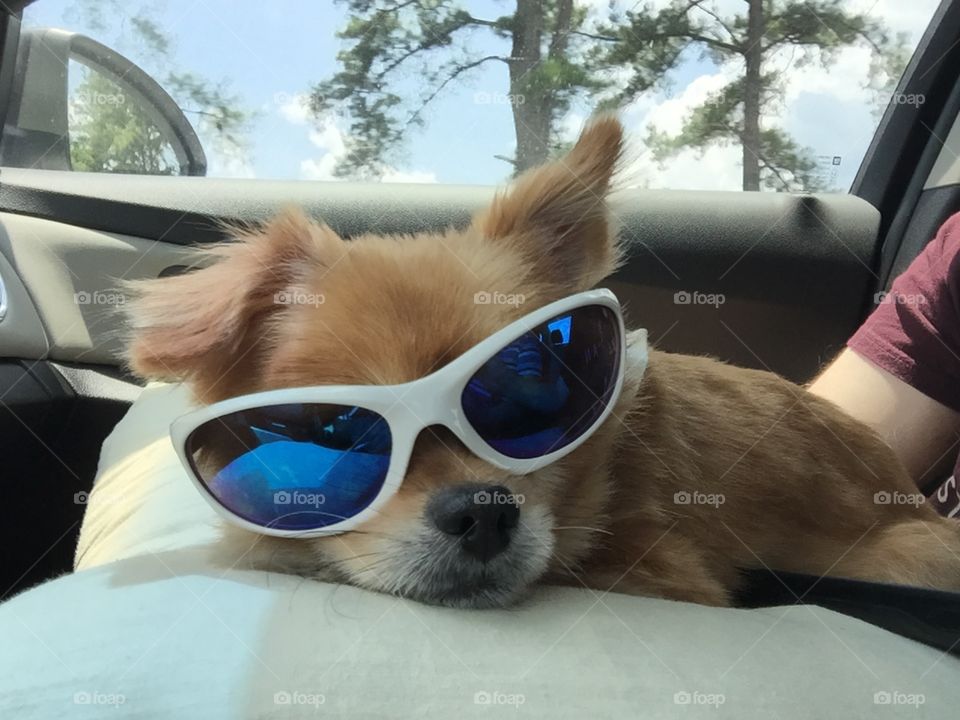 Cool Pup. Traveling on the road and gotta look cool doing it!