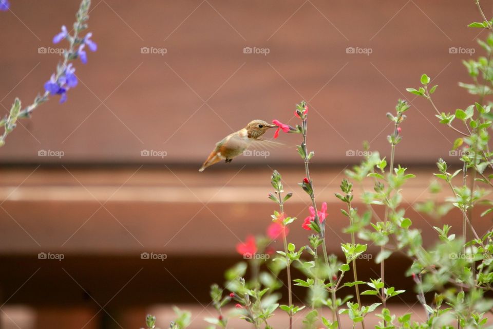 Hummingbird feeding on pink flower