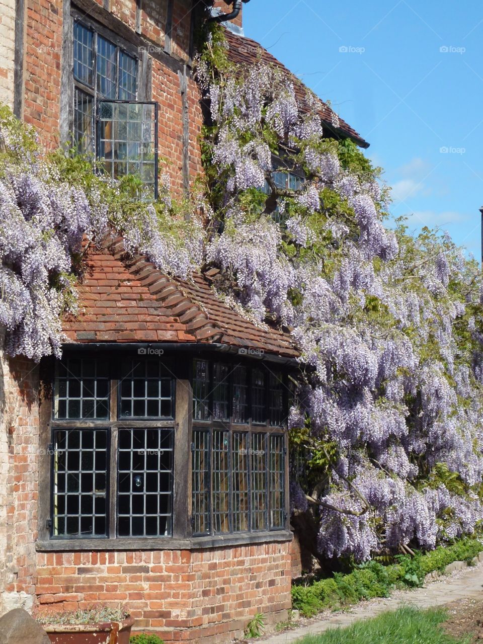 Window with Wisteria sinesis