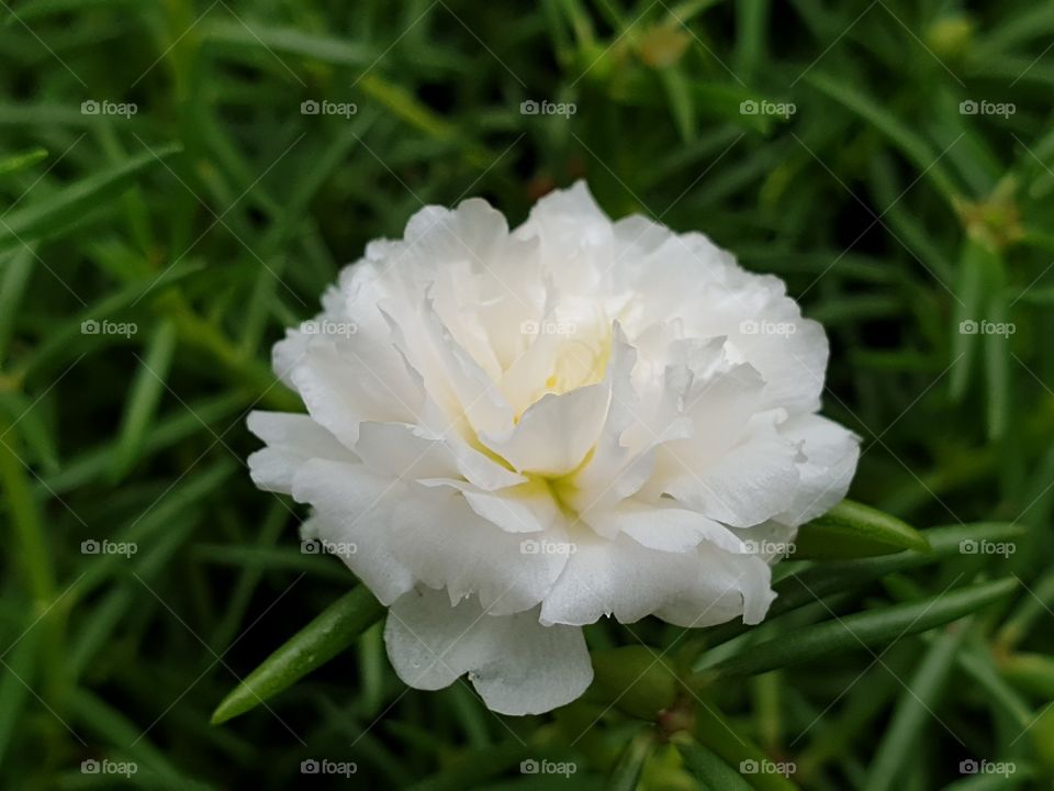 the Portulaca Grandiflora