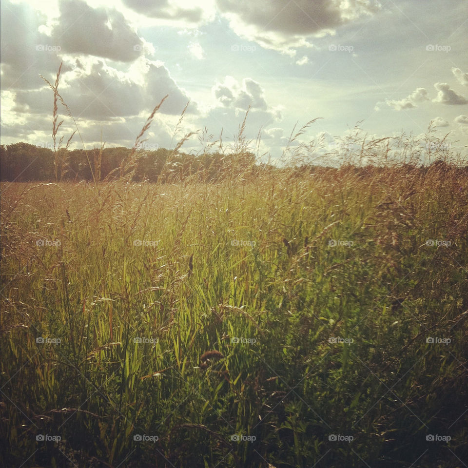 sky meadow grass summer by annamanda