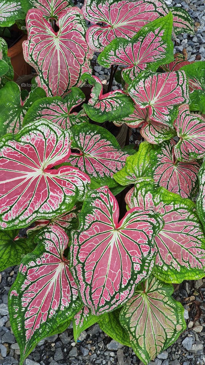 Caladium Bicolor Vent
