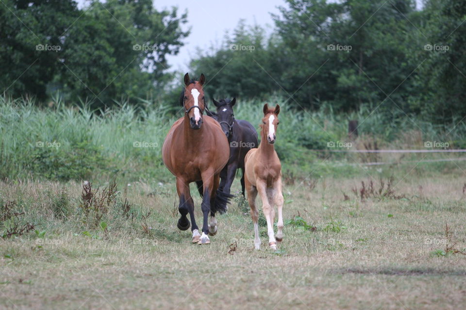 Horse family on grassy field