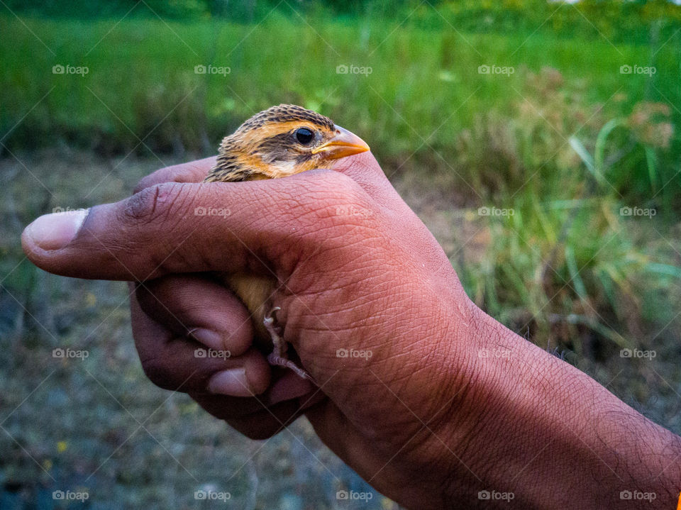 A story of hand that is ready to save the juvenile of streaked Weaver that Jumps out from the nest accidentily....