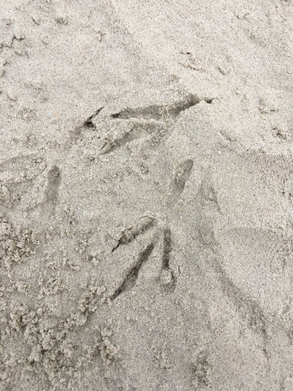 Bird tracks in the beach, tracks in the sand, beach, seagull, sand, coast, footprints