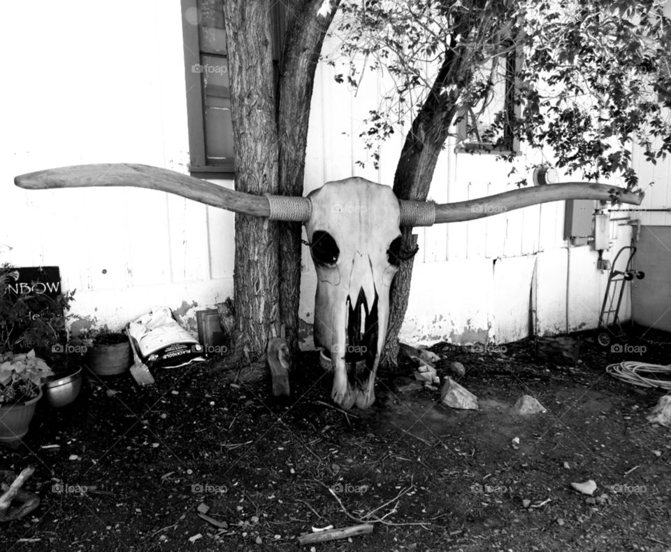 longhorn skull