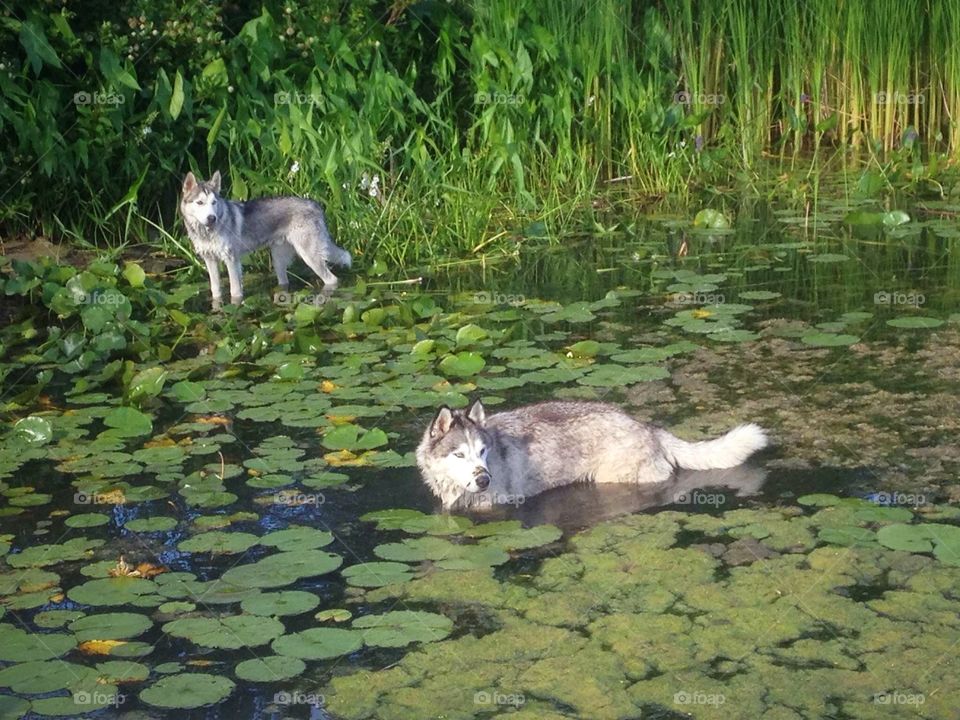 Siberian husky
