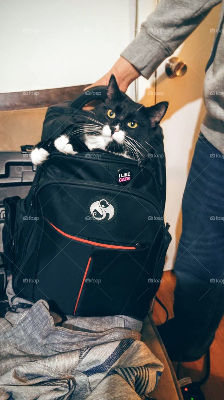 The cats IN the bag