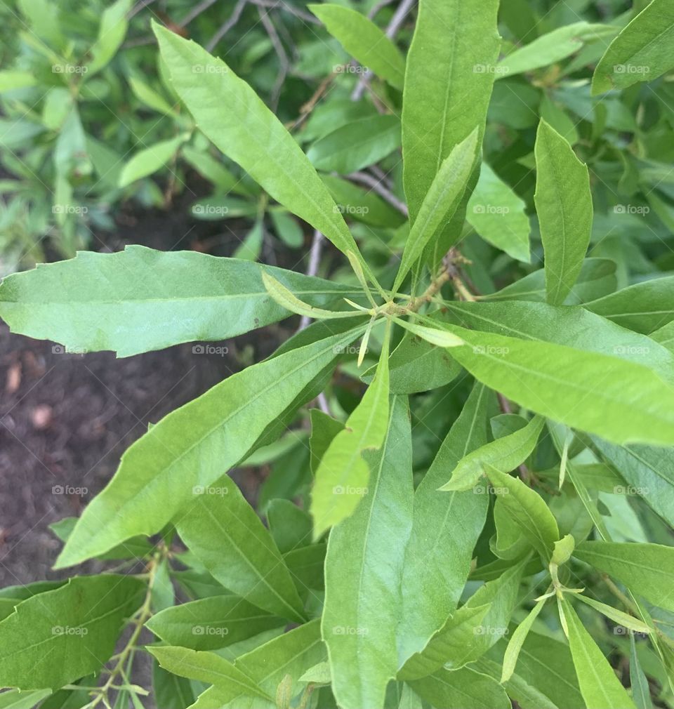 Green leaves 