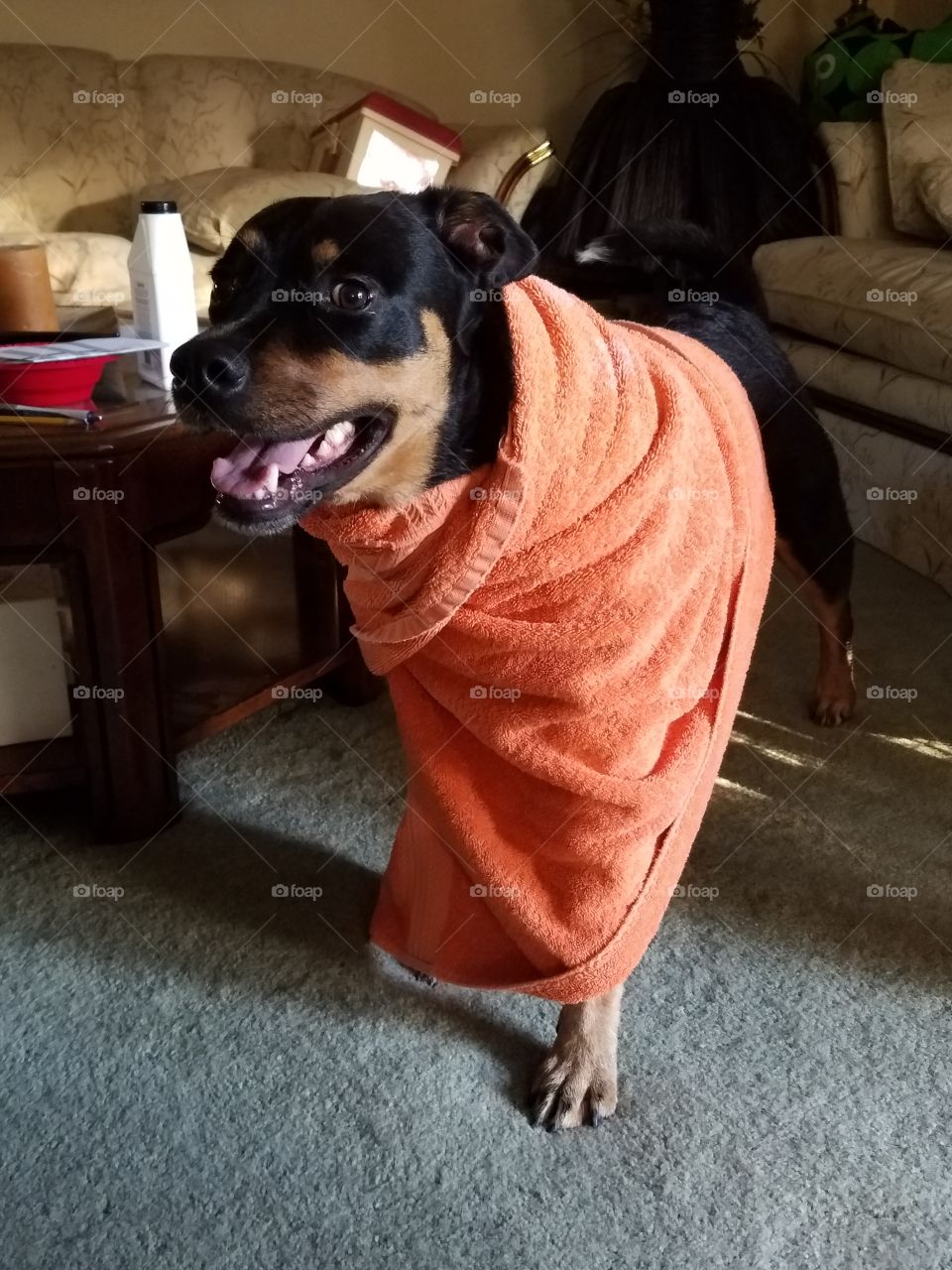 milo in her orange towel
