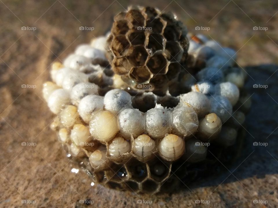 wasp nest larvae