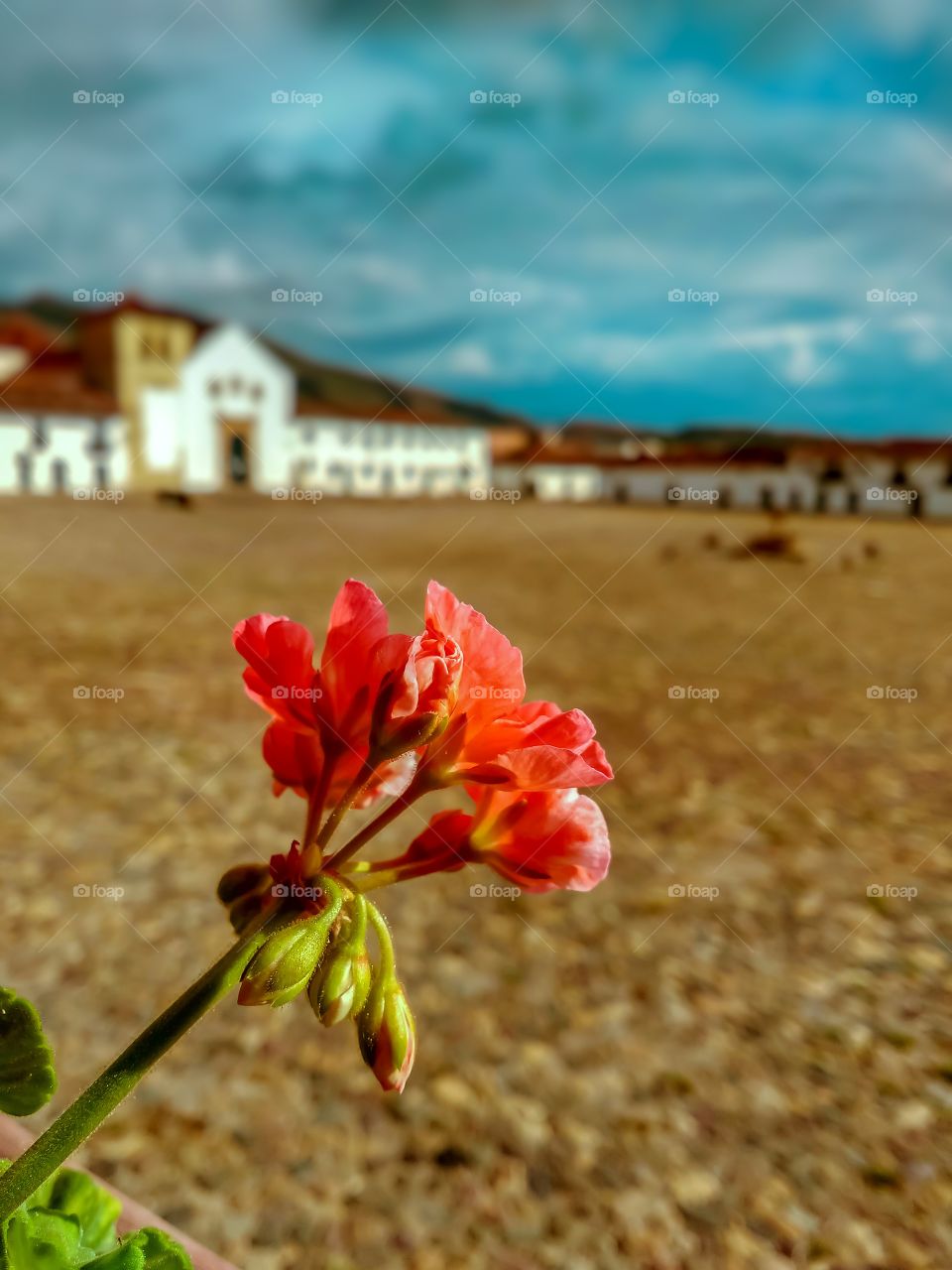 Flower in main square of Villa de Leyva Boyacá Colombia in sunny afternoon