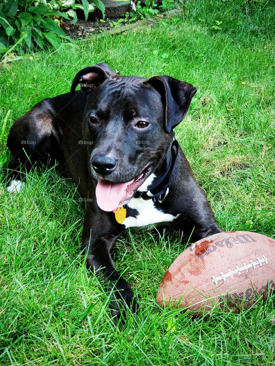 Happy pet with solid gold