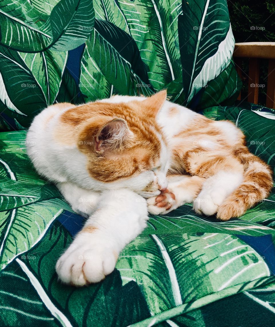 Orange and white cat green background