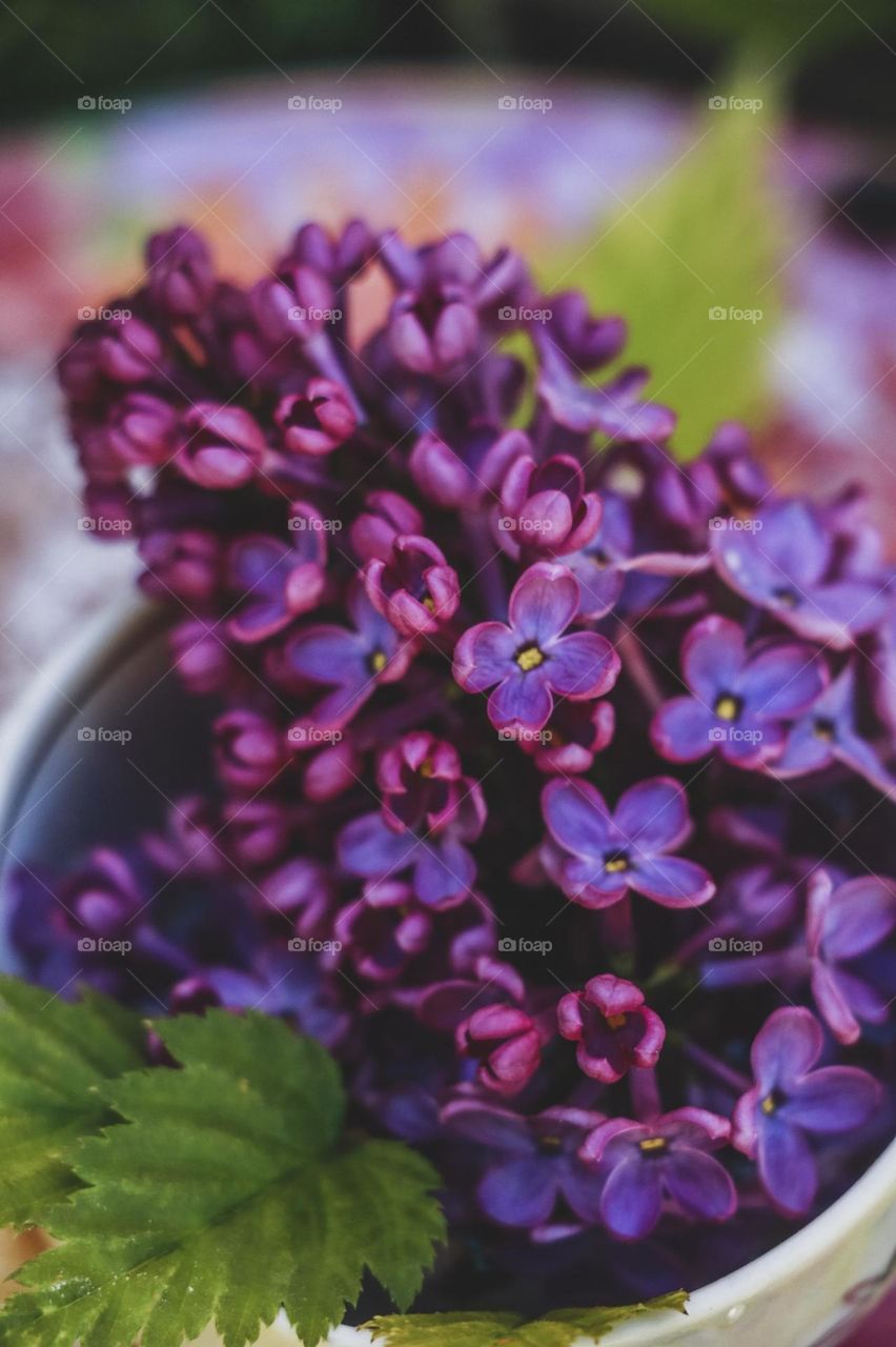 flowers macro lilac