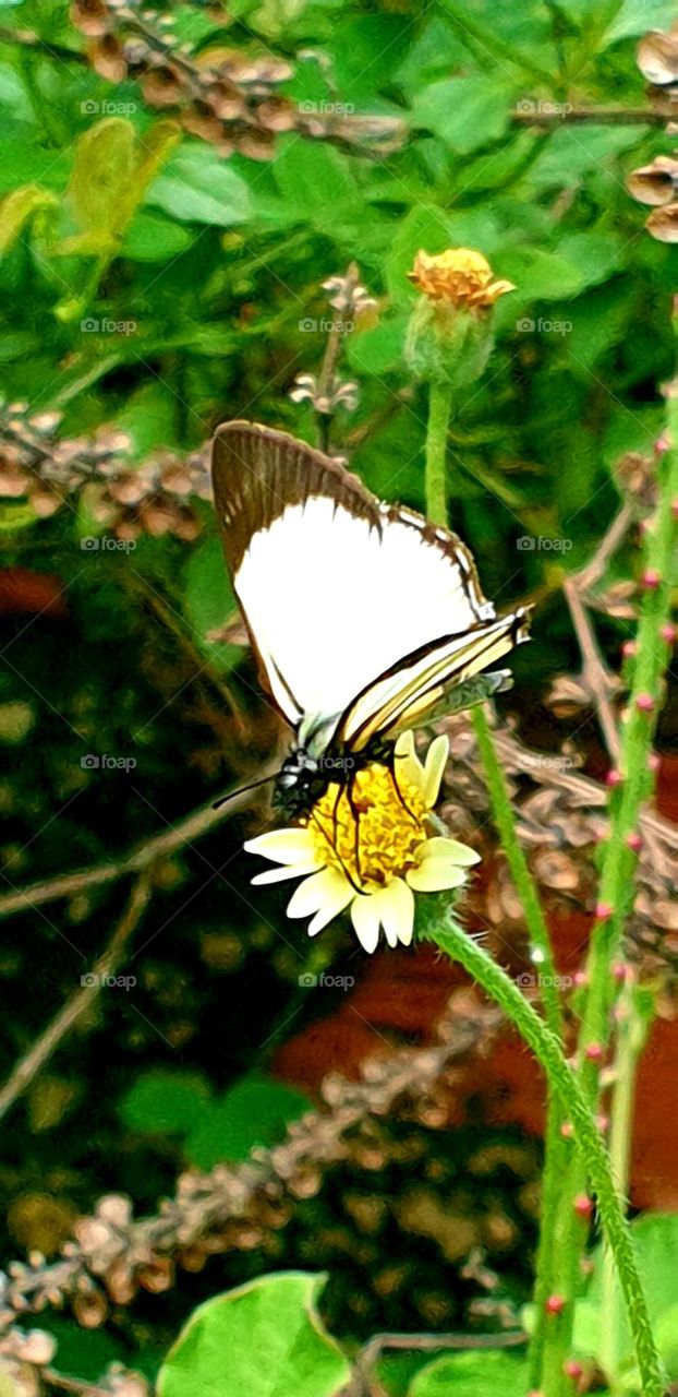 beautiful butterfly on wild flower