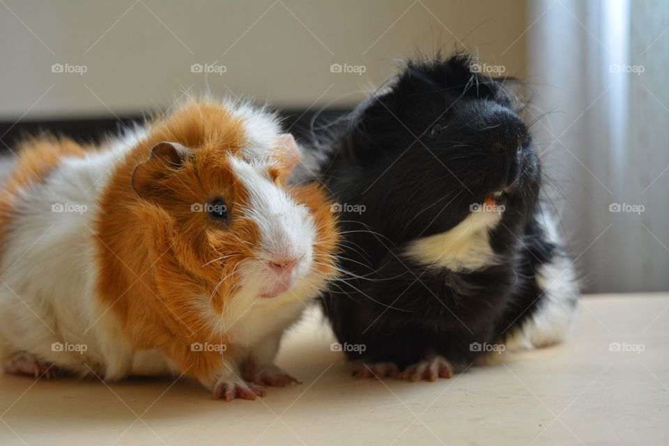 two guinea pigs pet home