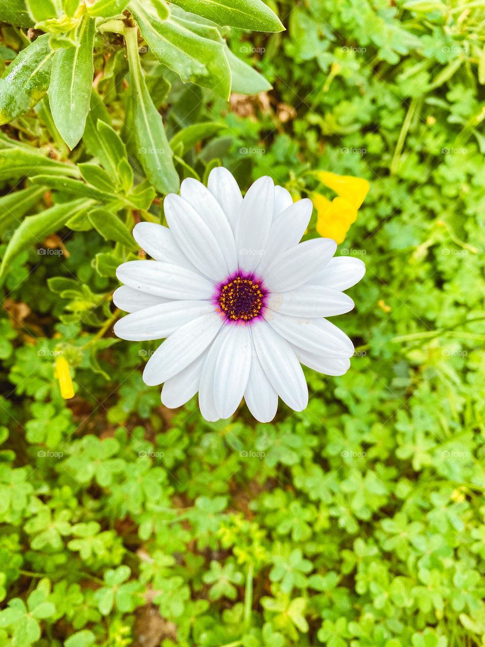 White flower in the garden 