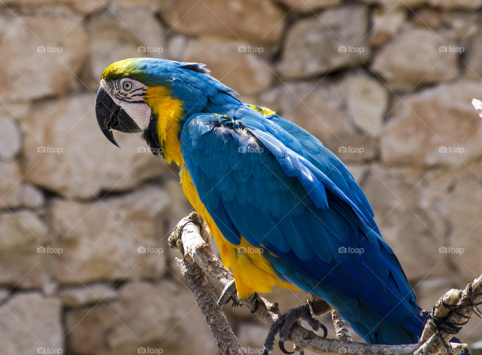 Macau parrot