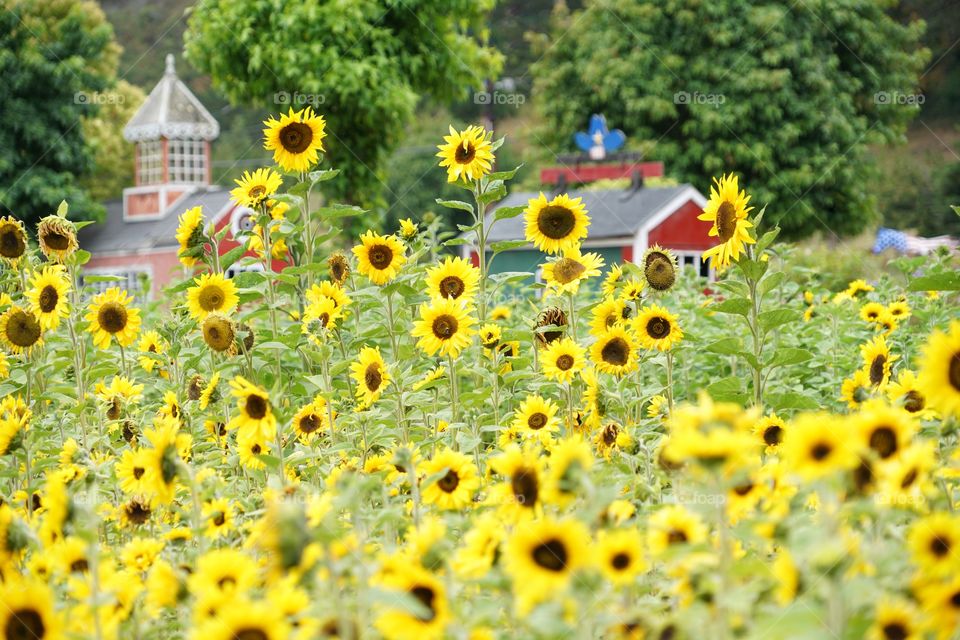 Brilliant Sunflowers 