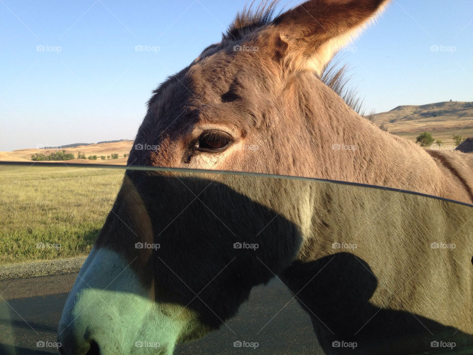 Donkey at the window