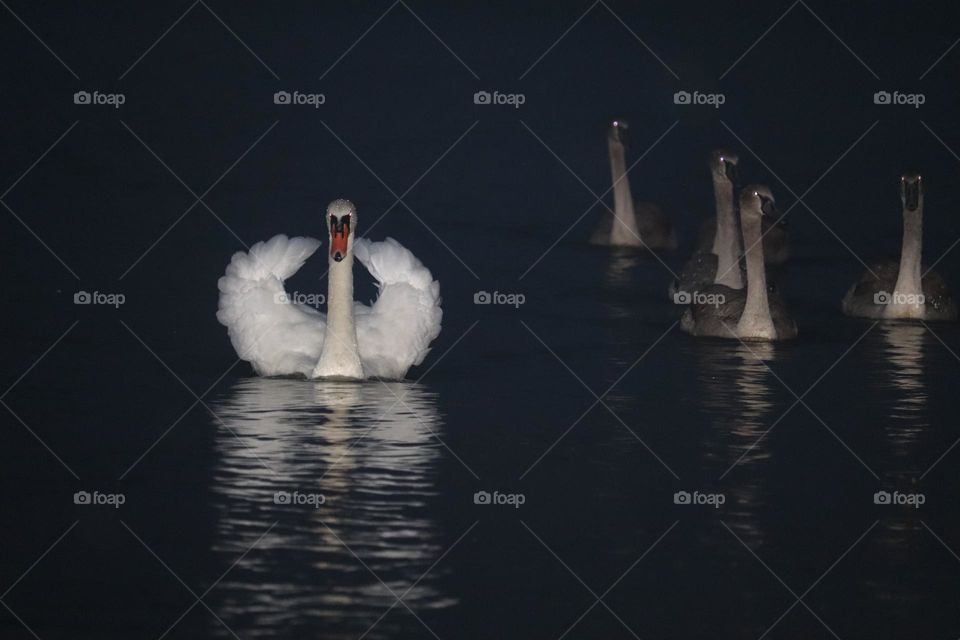 a swan at the river in the night