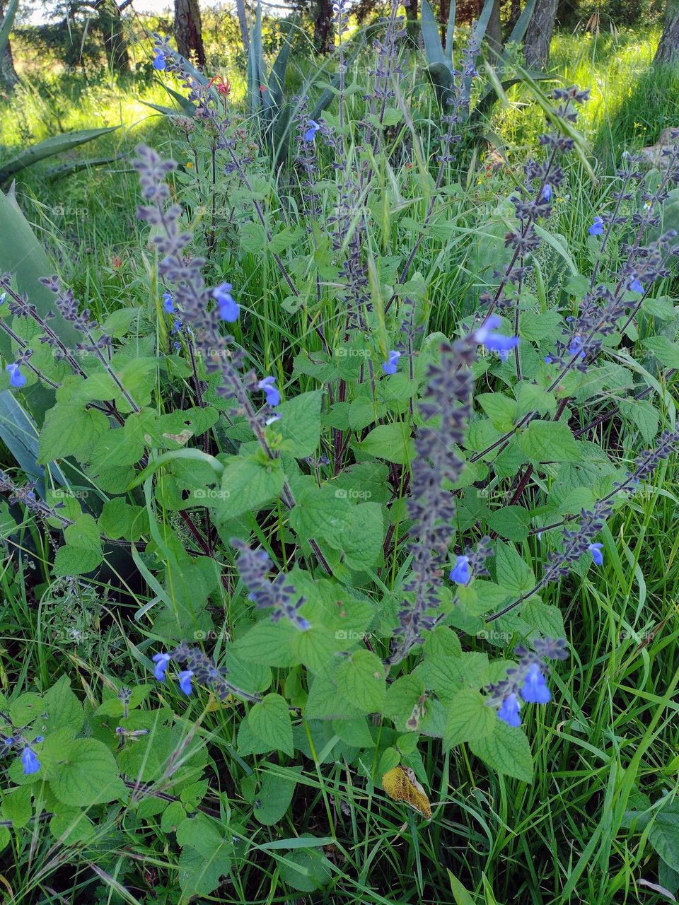 The Country Side vs City